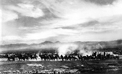 Death Valley, California - View of a Twenty Mule Borax Team (16x24 Giclee Gallery Print, Wall Decor Travel Poster)