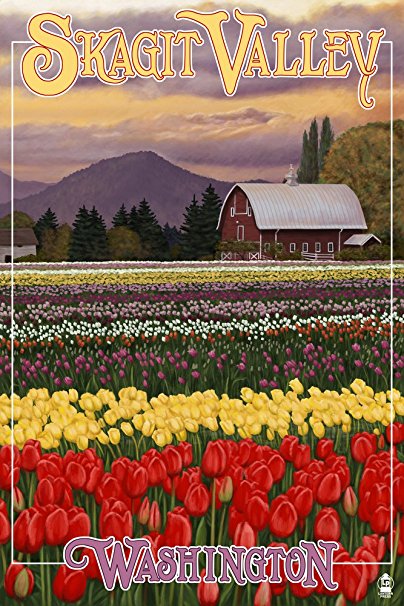 Skagit Valley, Washington - Tulip Fields (36x54 Giclee Gallery Print, Wall Decor Travel Poster)