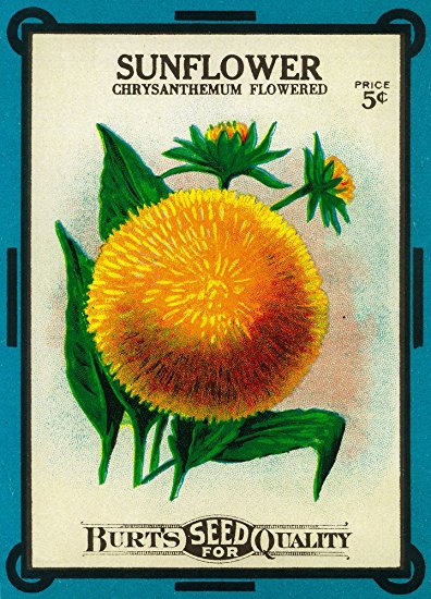 Sunflower Seed Packet (36x54 Giclee Gallery Print, Wall Decor Travel Poster)