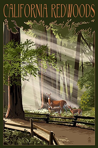 California - Deer and Fawns in Redwoods (36x54 Giclee Gallery Print, Wall Decor Travel Poster)